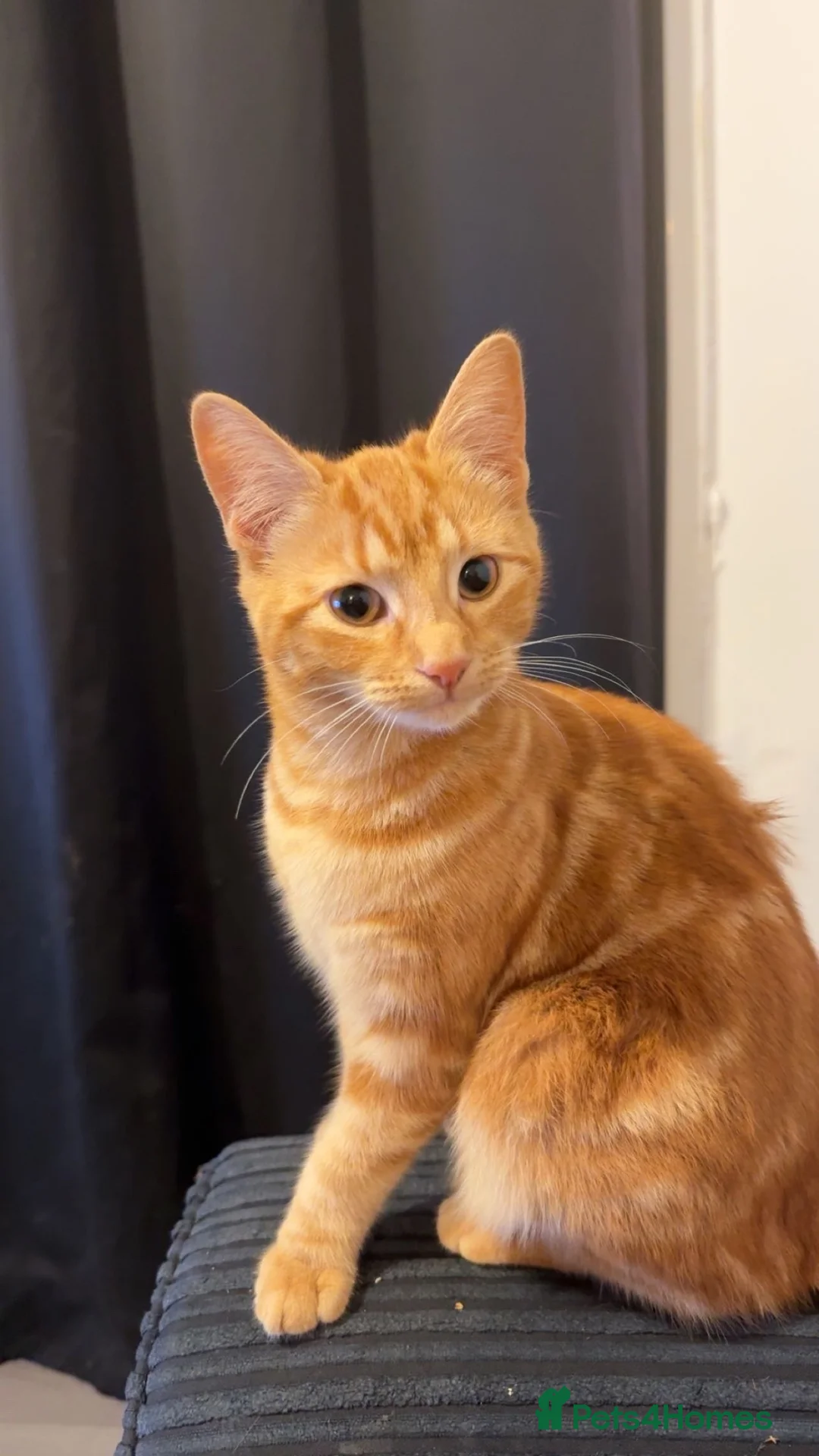 Mixed Breed cats for sale: Gorgeous Kittens😍 Ready To Leave Now! - Advert 19