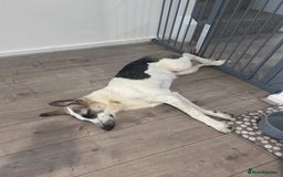 Mixed Breed dogs for sale: Skyla  - Image 3