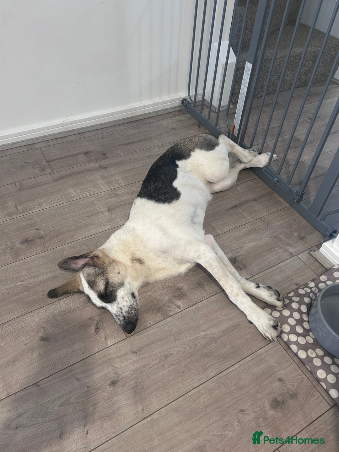 Mixed Breed dogs for sale: Skyla  - Image 3