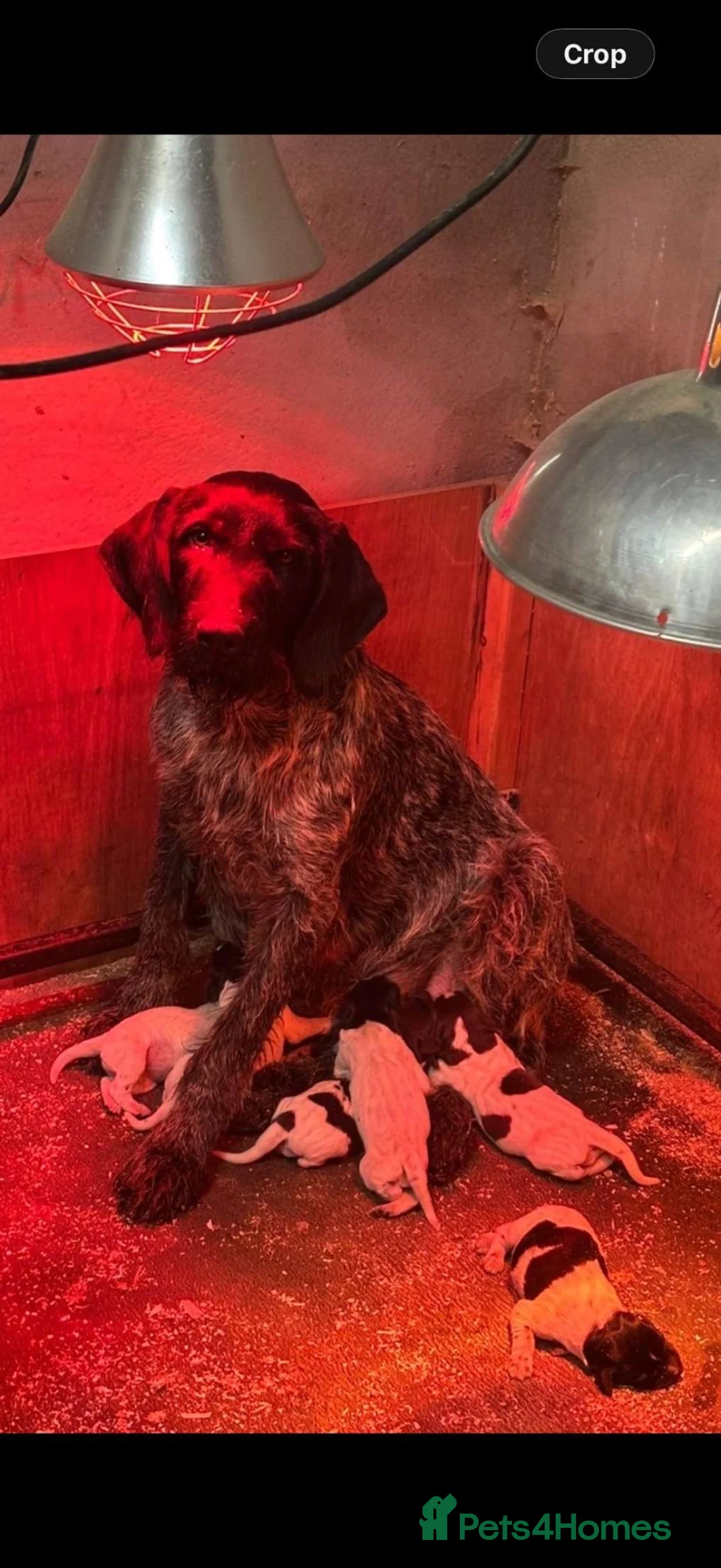 German Wirehaired Pointer dogs for sale: Kc registered GWP pups - Advert 7