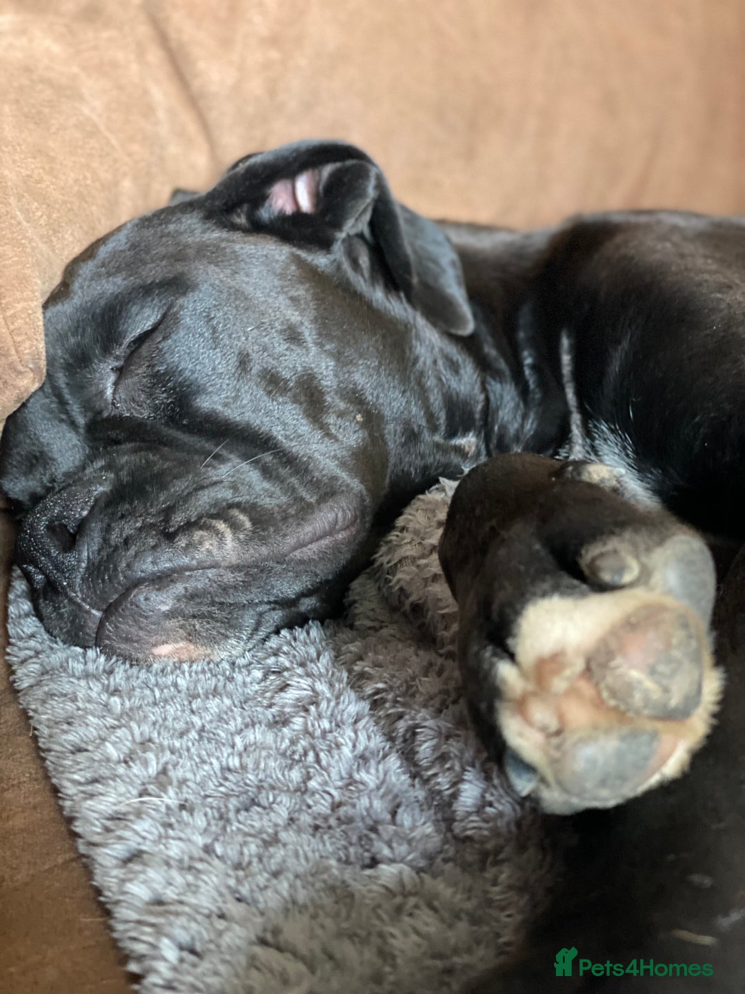 Mixed Breed dogs for sale: 🤩 mum kc boxer dad mini boxer 5 pups rare 🤩 - Advert 3