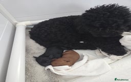 Cockapoo dogs for sale: 1 Beautiful Fox Red Boy Cockapoo Left  - Advert 3