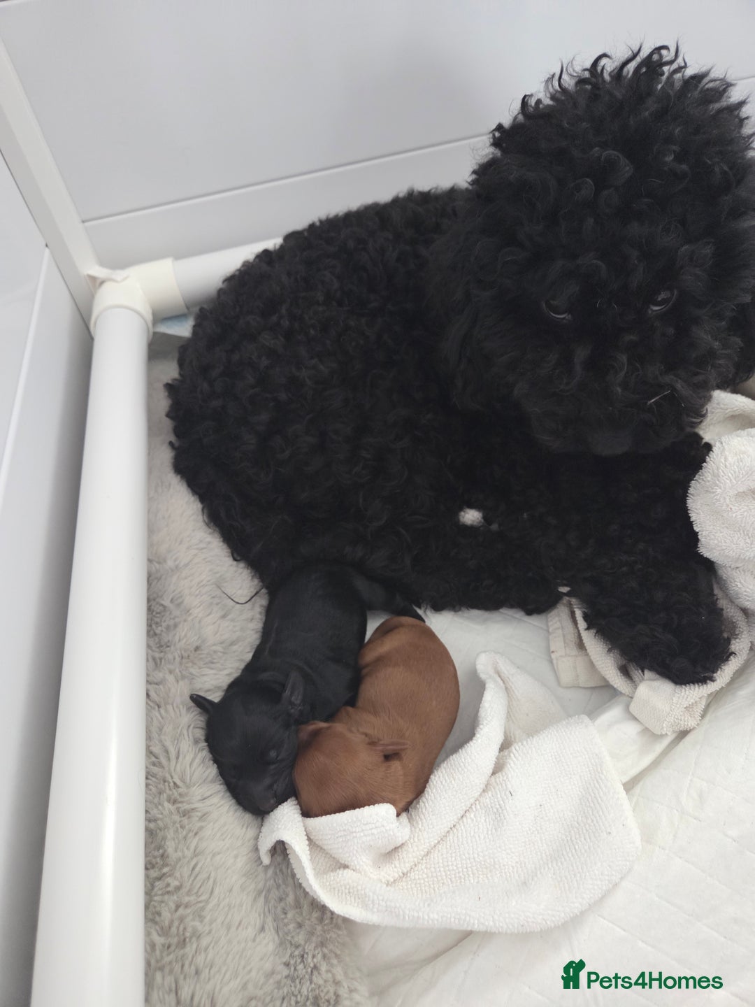 Cockapoo dogs for sale: 1 Beautiful Fox Red Boy Cockapoo Left  - Advert 3