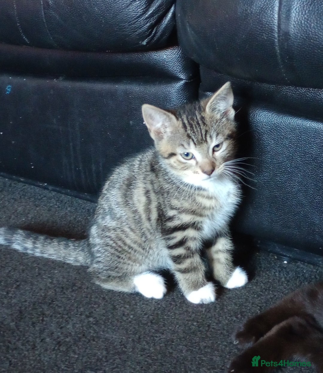 Mixed Breed cats for sale: 3 ADORABLE STRIPEY FURBALLS  - Image 2