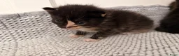 Domestic Shorthair cats for sale: 1 male 2 female kittens ready to go home - Advert 2
