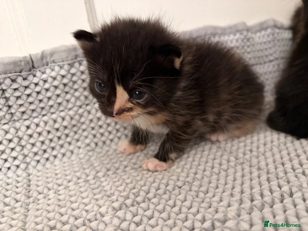 Domestic Shorthair cats for sale: 1 male 2 female kittens ready to go home - Advert 2