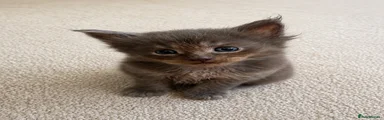 Maine Coon 3 (girl)