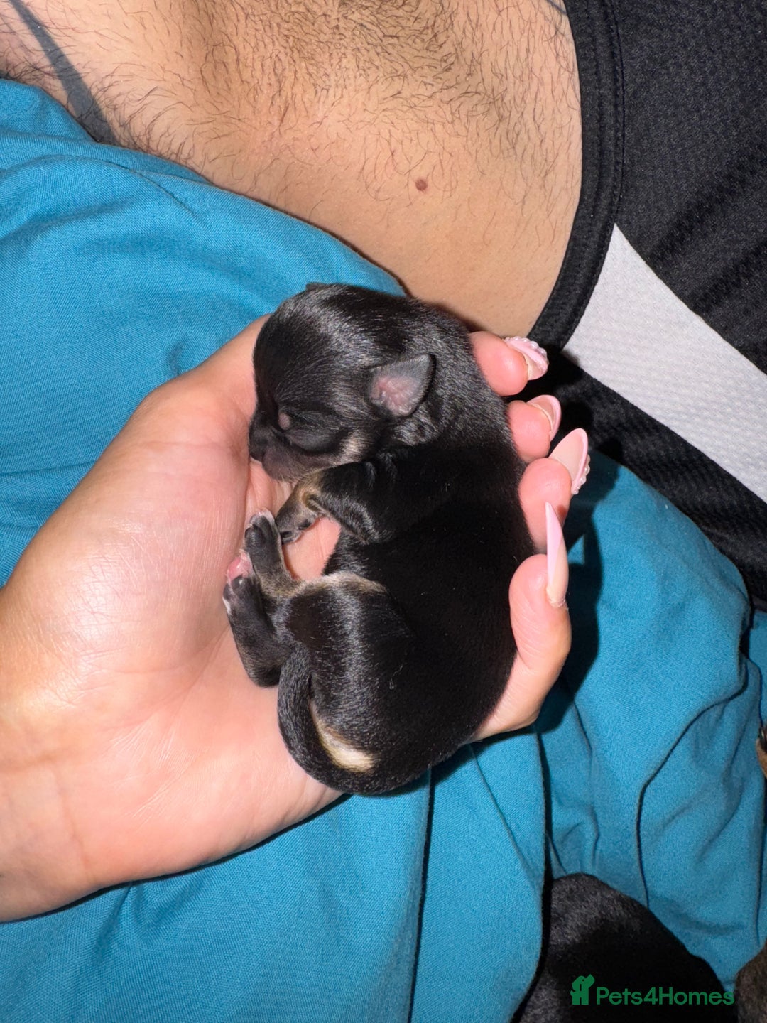 Chihuahua dogs for sale: 2 male 1 female tiny chihuahua  - Image 12