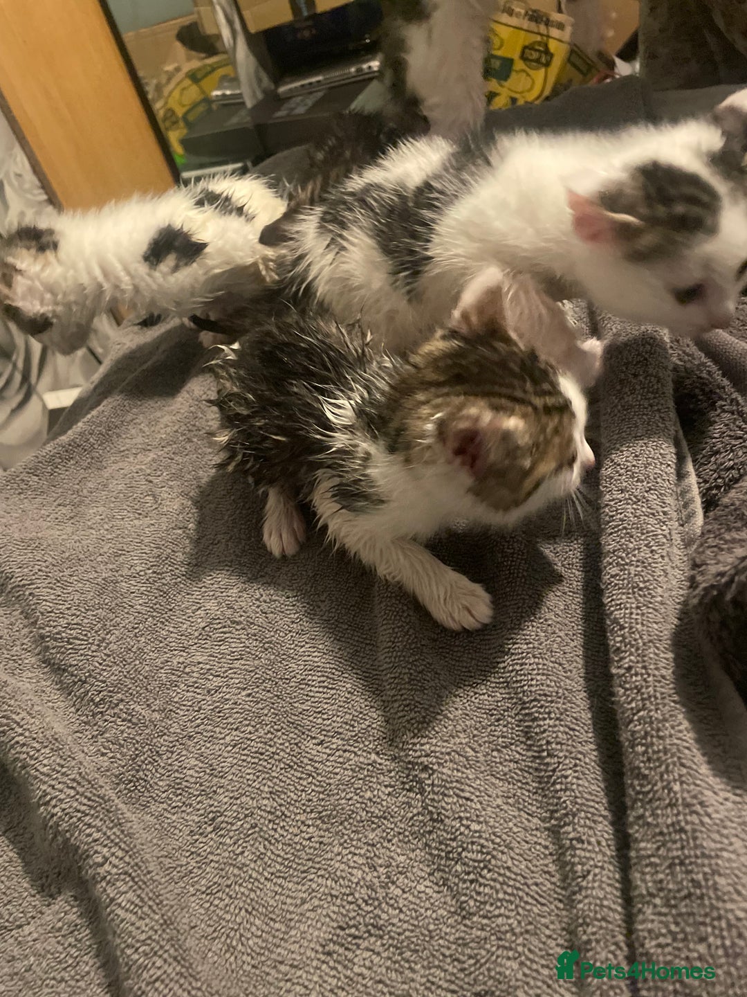 Mixed Breed cats for sale: 2 Adorable 8 week old kittens - Advert 3