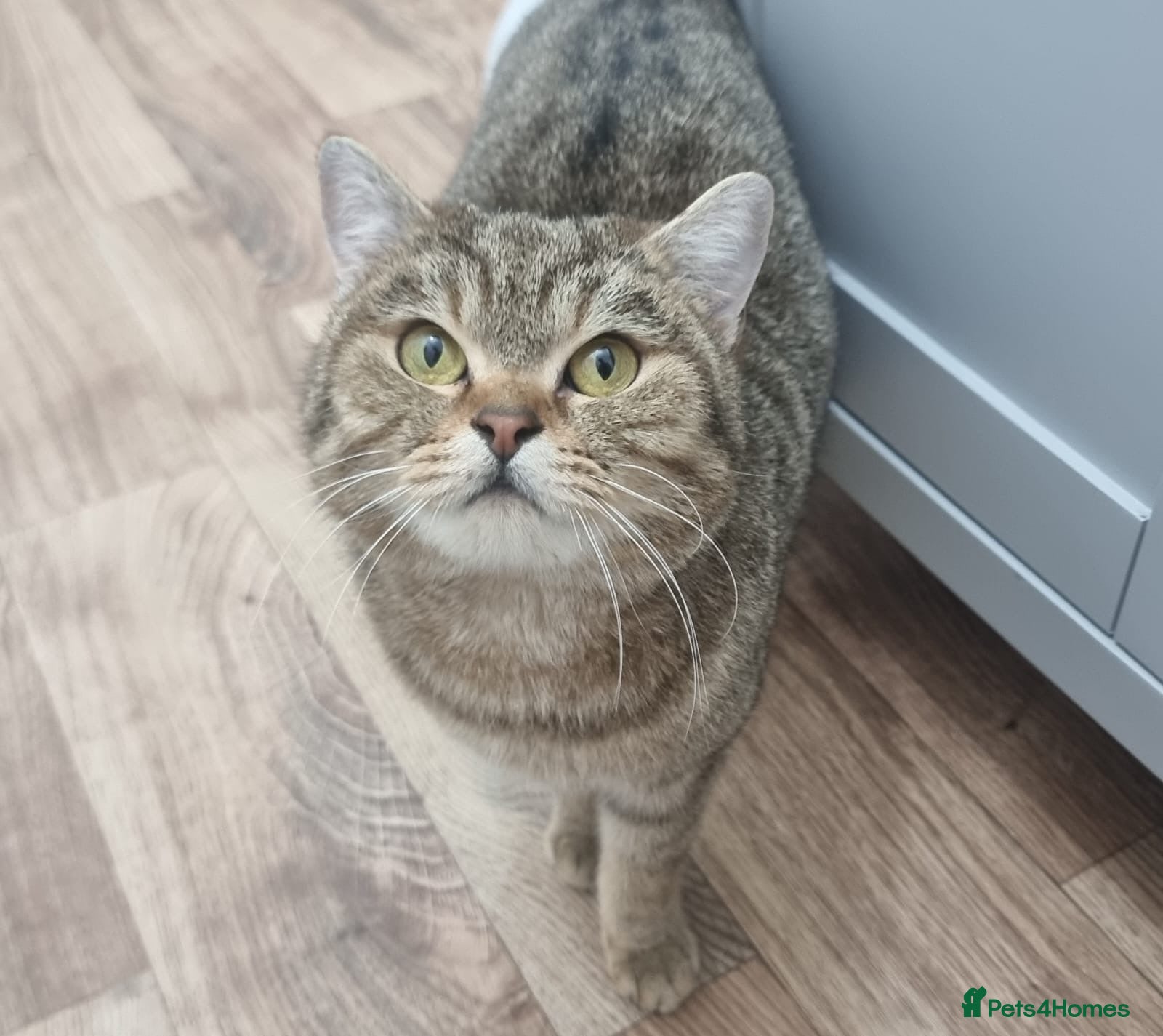 British Shorthair cats Golden Ticked Tabby Active GCCF British Shorthair - Advert 4