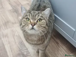 British Shorthair cats Golden Ticked Tabby Active GCCF British Shorthair - Advert 3