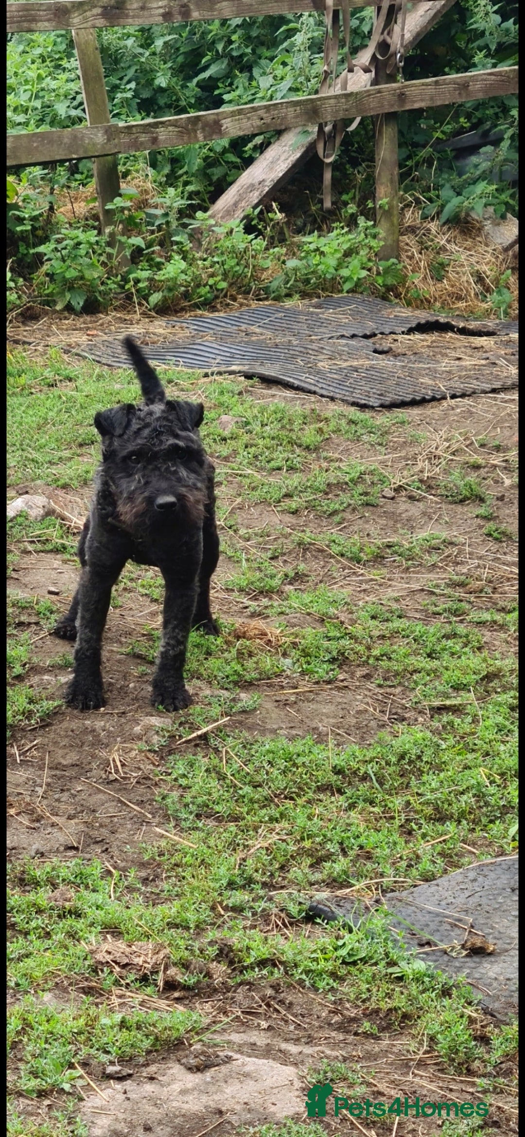 Lakeland Terrier dogs for sale: Lakeland terrier girls - Image 8