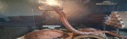 Corn Snake reptiles for sale: Gorgeous corn snake with viv and full set up in Clynderwen - Advert 4