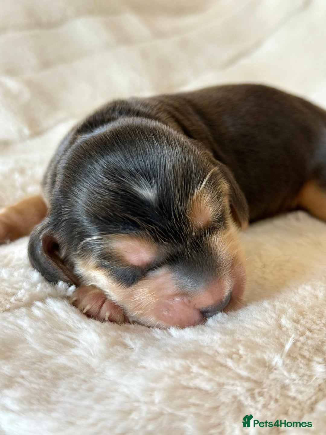 Cocker Spaniel dogs for sale: KC Reg Fully Health Tested Showline Cocker Spaniel - Image 17