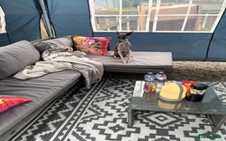 Italian Greyhound dogs for sale: Male  Italian greyhound for sale  - Advert 2