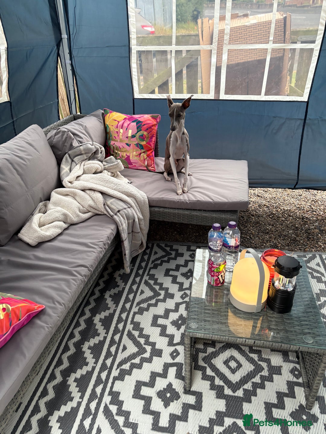 Italian Greyhound dogs for sale: Male  Italian greyhound for sale  - Advert 2