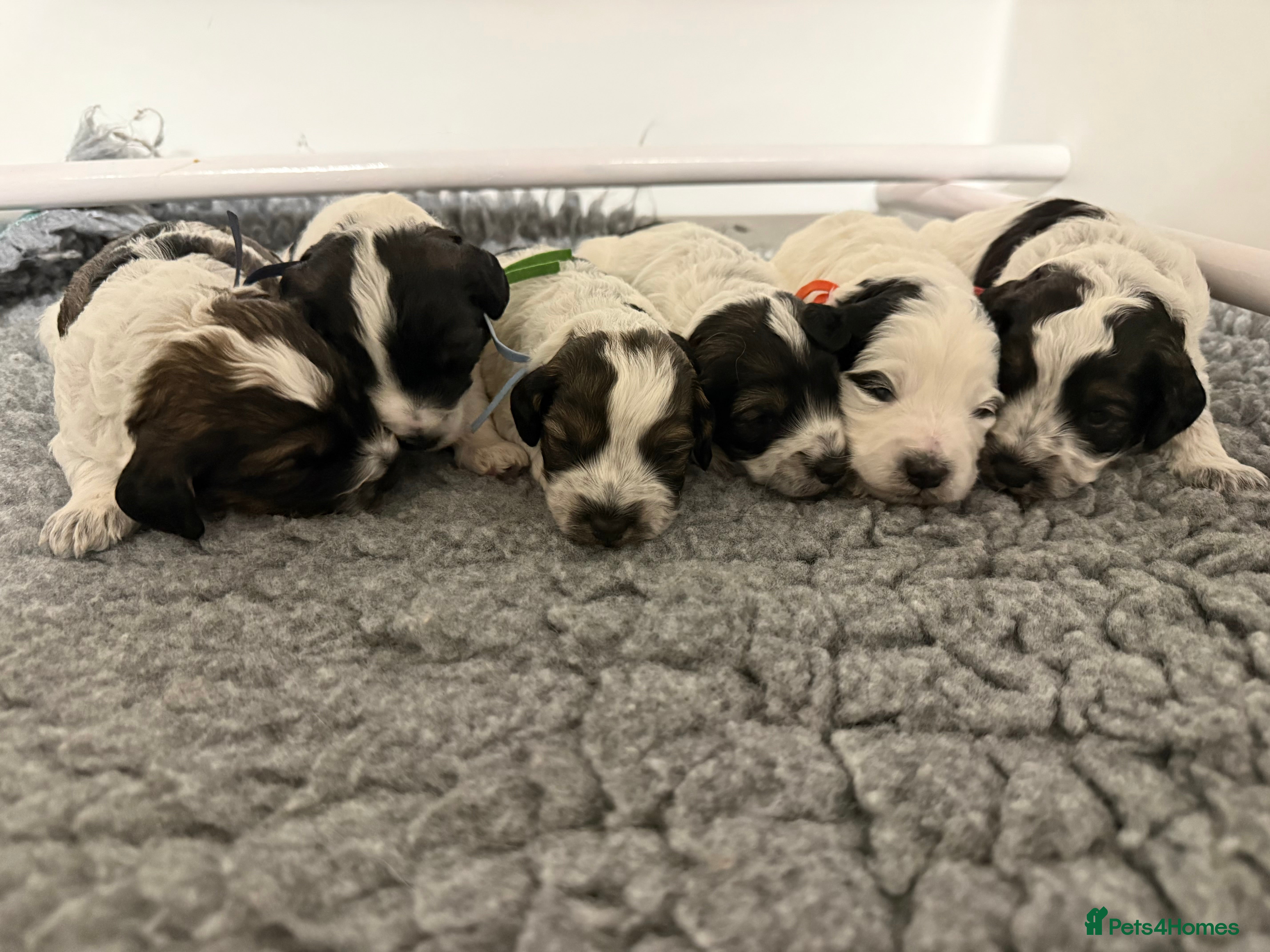 Mixed Breed dogs Miniature Parti Schnockerpoo Puppies  - Advert 18