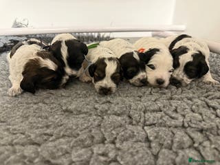 Mixed Breed dogs Miniature Parti Schnockerpoo Puppies - Advert 18