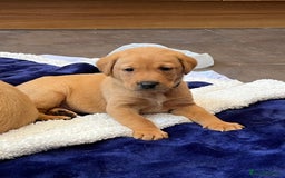 Labrador Retriever dogs for sale: Kennel Club Fox Red Labrador Puppies Health Tested - Advert 7