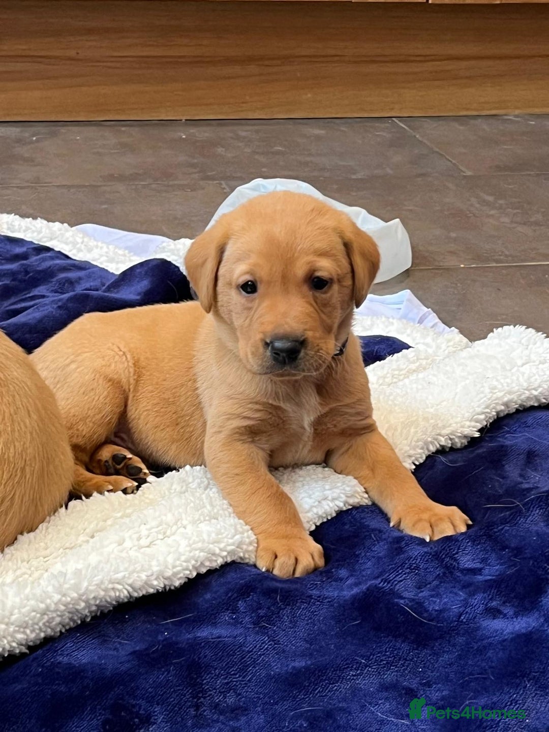 Labrador Retriever dogs for sale: Kennel Club Fox Red Labrador Puppies Health Tested - Advert 7