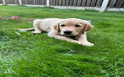 Golden Retriever dogs for sale: Ready now - Golden Retriever Puppies  - Image 9