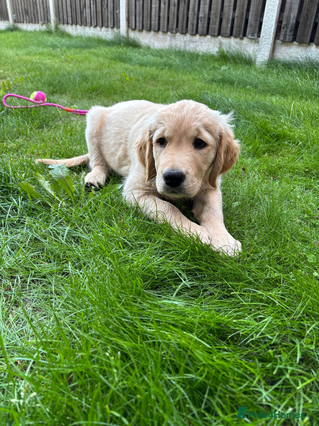 Golden Retriever dogs for sale: Ready now - Golden Retriever Puppies  - Image 9