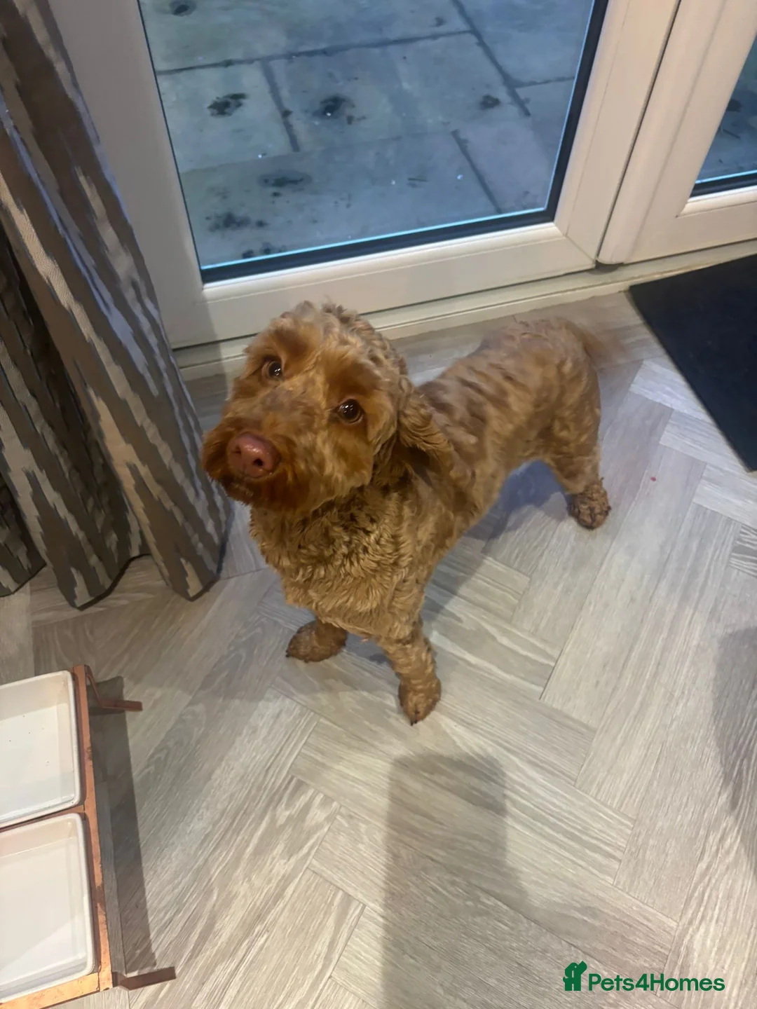 Cockapoo dogs for sale: Gorgeous Red F1 Cockerpoo for sale in Birmingham - Advert 2
