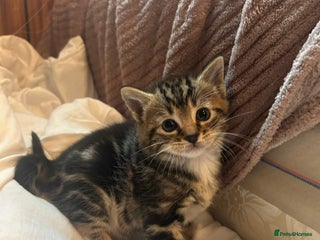 Bengal cats 4 beautiful Bengal X kittens for sale - Advert 5