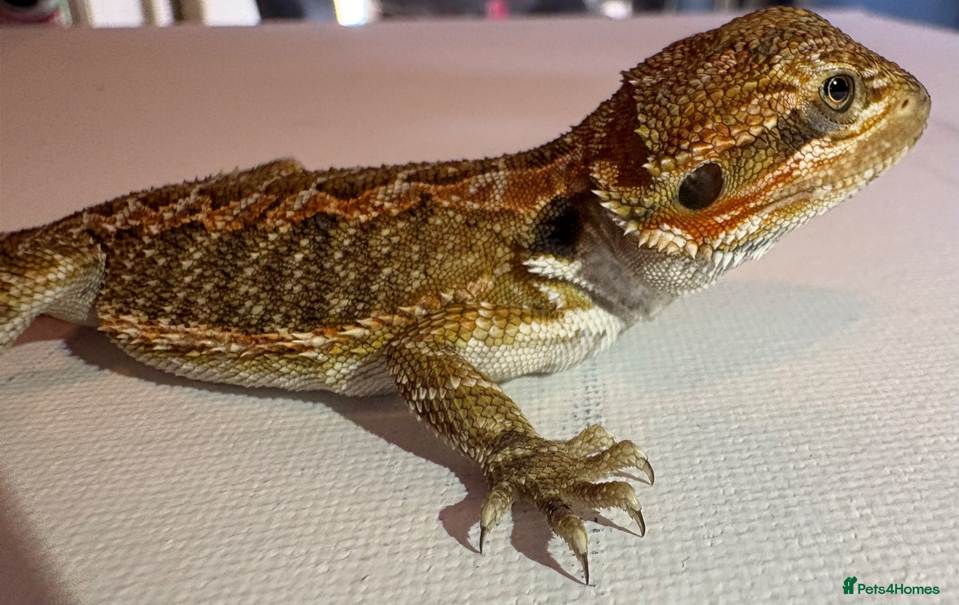 Bearded Dragon reptiles stunning baby bearded dragons £150 ONO  - Advert 17