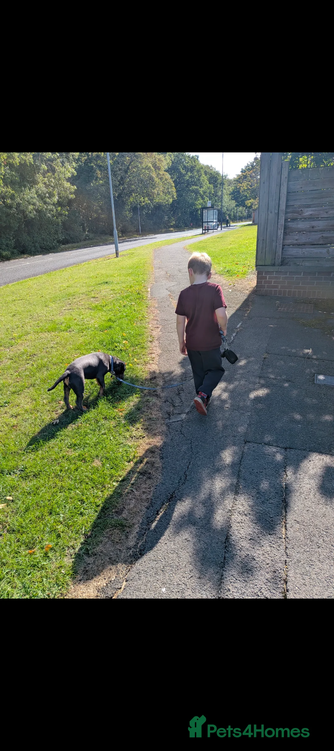 Mixed Breed dogs for sale: **10 months old bulldog cross** - Advert 13