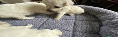 Bichon Frise Puppy 6