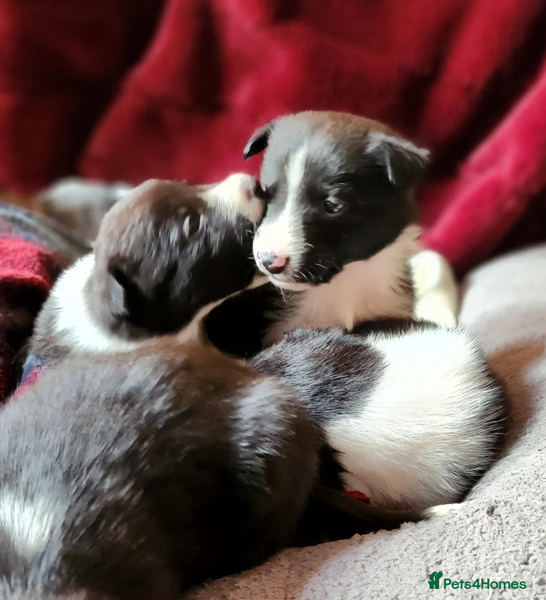 Border Collie dogs for sale: READY TO LEAVE, 4 Border Collies, boys - Advert 2