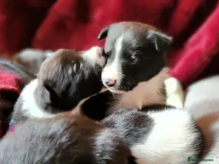 Border Collie dogs 5 Beautiful Border Collie Puppies (BOYS) - Advert 3