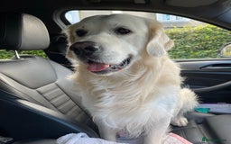 Golden Retriever dogs for stud: Beautiful golden retriever for stud  - Image 10