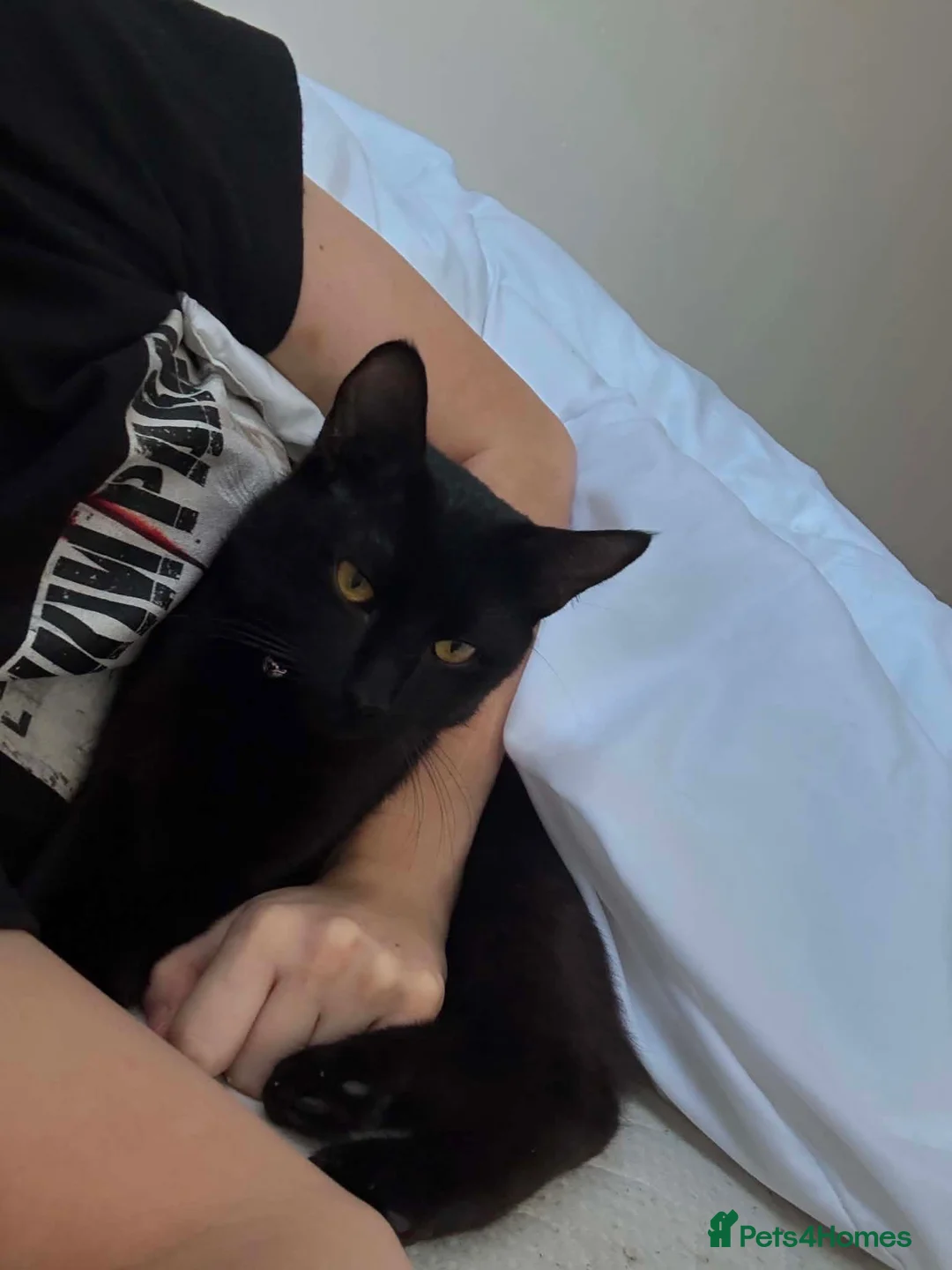 Mixed Breed cats for sale: 2 black cats for rehoming  - Advert 2