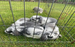 Mini Lop rabbits for sale: Beautiful Mini Lop Bunnies - Image 16