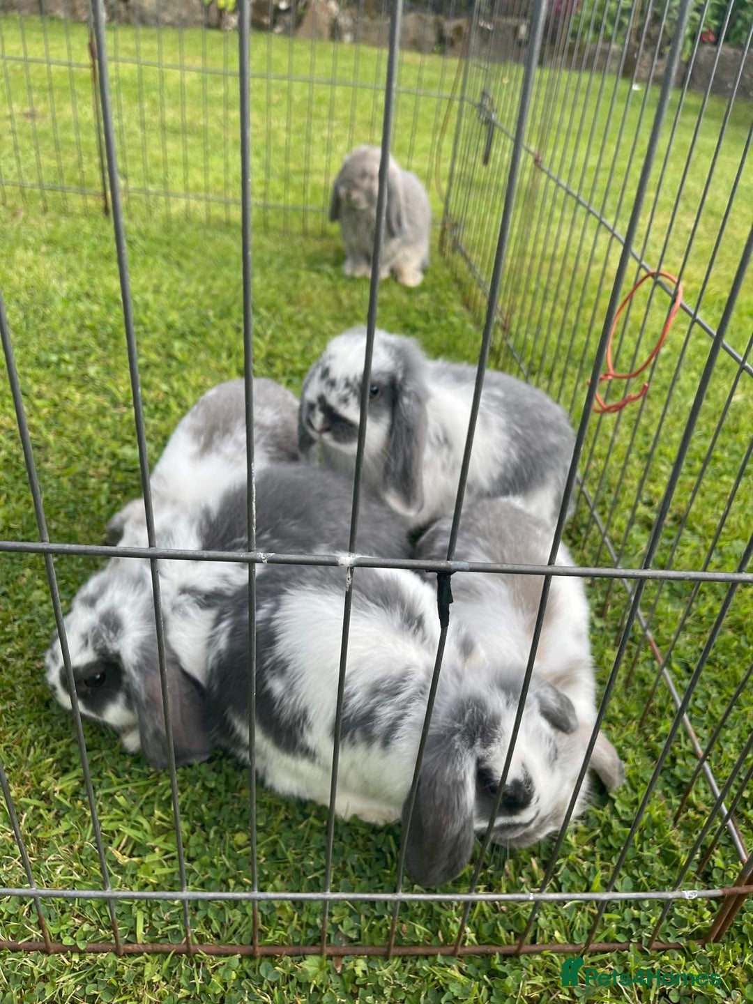 Mini Lop rabbits for sale: Beautiful Mini Lop Bunnies - Image 16