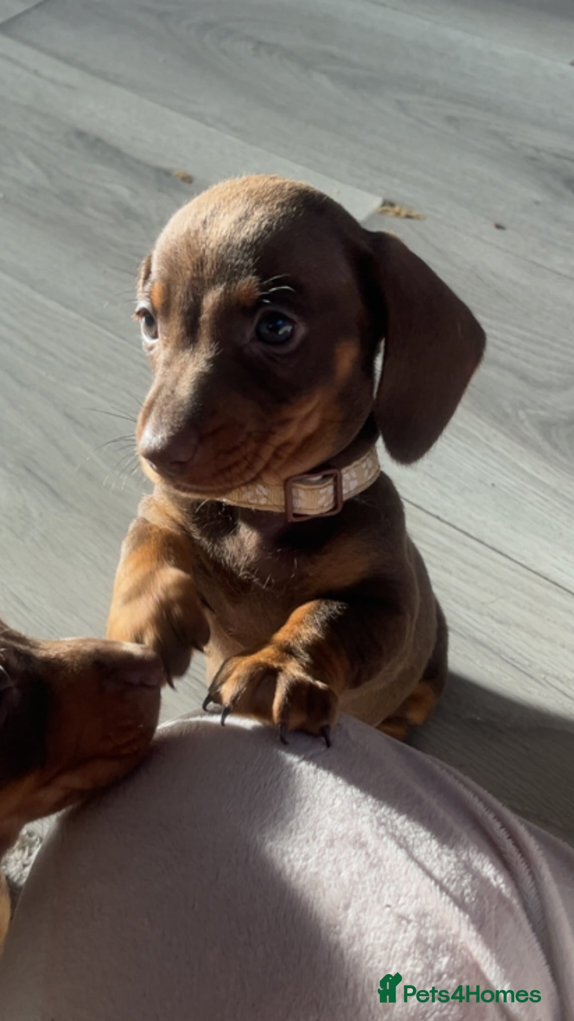 Miniature Dachshund dogs Beautiful tanned/Isabella minture dachshund - Advert 1
