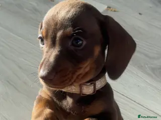 Miniature Dachshund dogs Beautiful tanned/Isabella minture dachshund - Advert 1