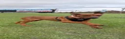 Rhodesian Ridgeback dogs for sale: 11m Female Rhodesian Ridgeback  in Heckmondwike - Advert 2