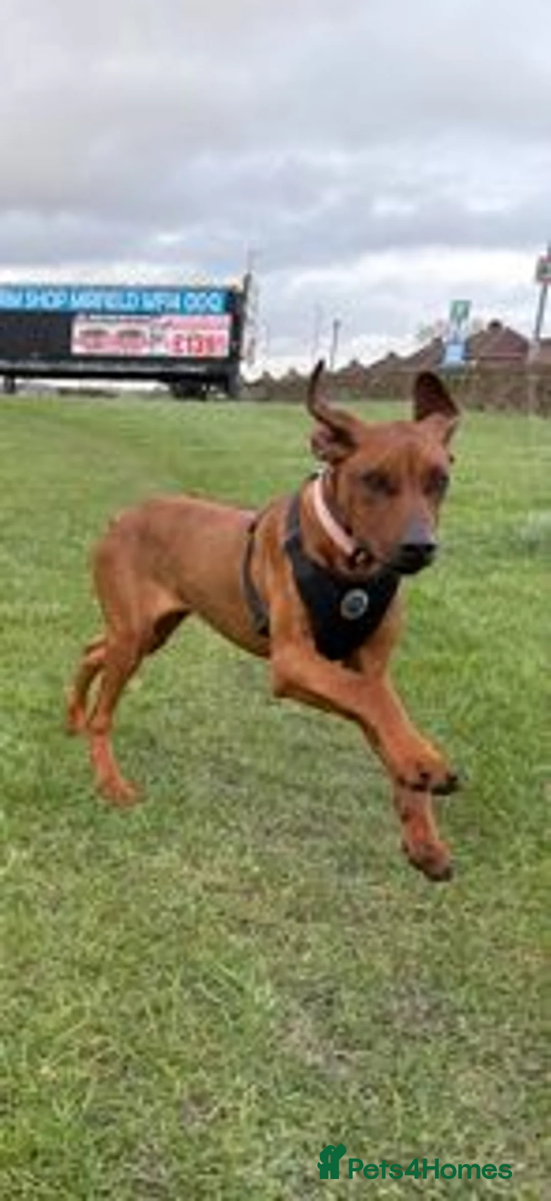 Rhodesian Ridgeback dogs for sale: 11m Female Rhodesian Ridgeback  in Heckmondwike - Advert 2
