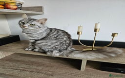 British Longhair cats for sale: Longhaired grey and black kittens, 2 ready now - Image 14