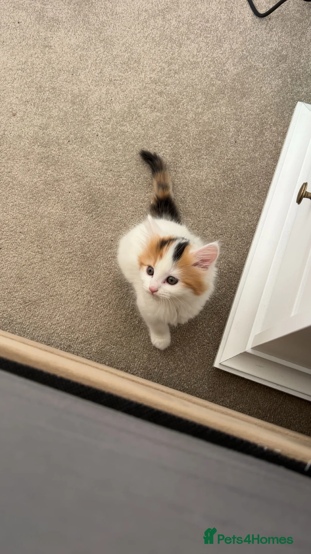 Mixed Breed cats for sale: 8 week fluffy kitten in Dewsbury - Advert 2