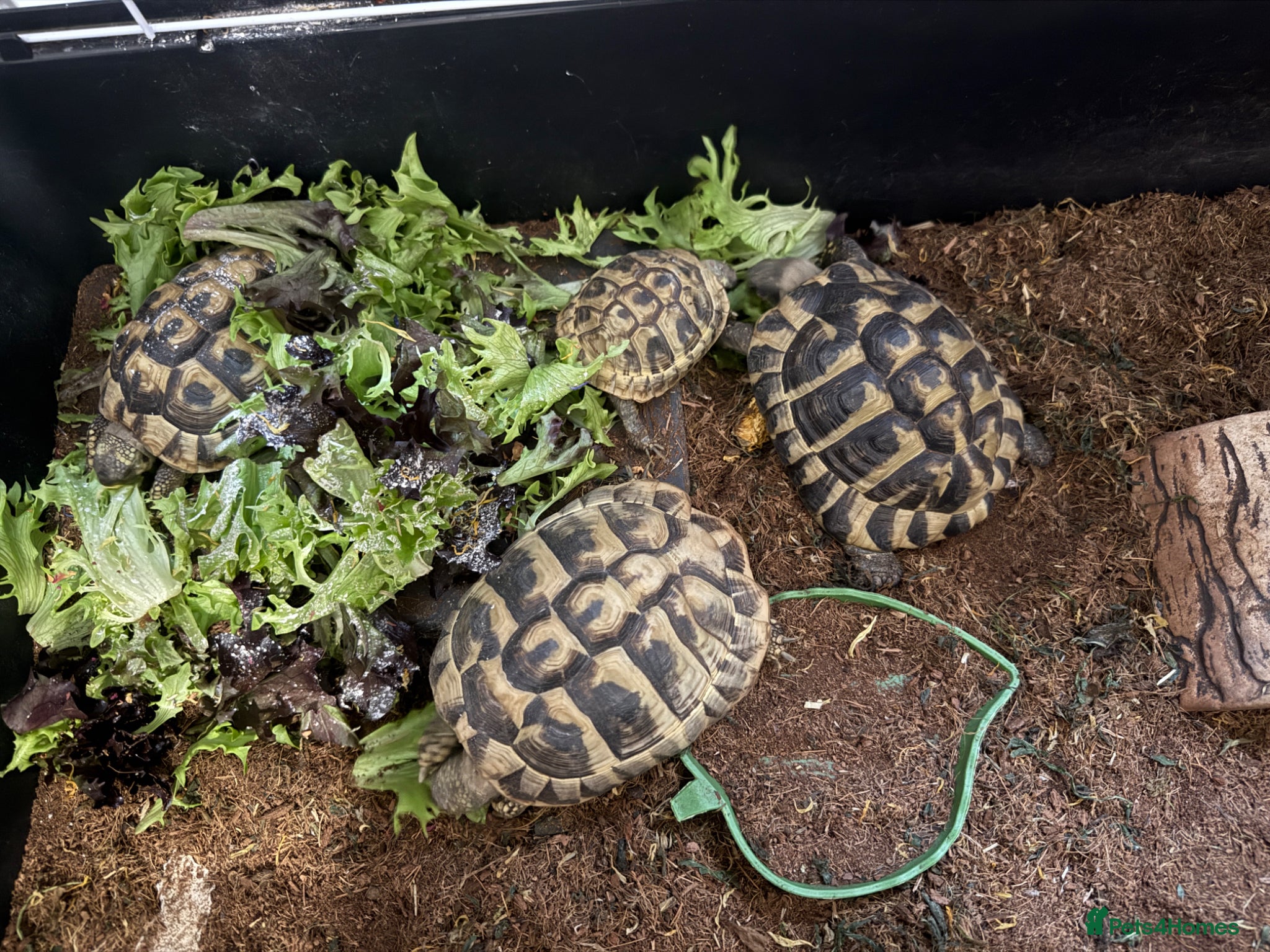 Tortoise reptiles Hermann tortoises  - Advert 4