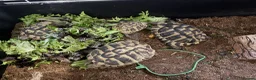 Tortoise reptiles for sale: Hermann tortoises  - Advert 1