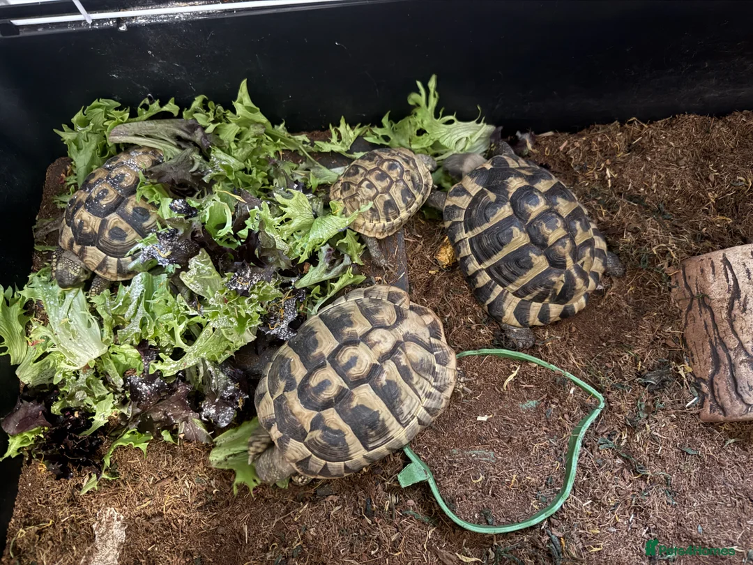 Tortoise reptiles for sale: Hermann tortoises  - Advert 1