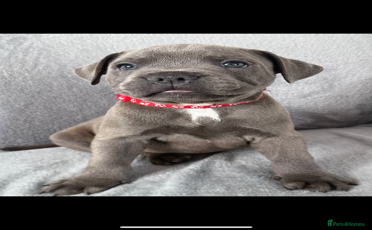 Staffordshire Bull Terrier dogs - Advert 2