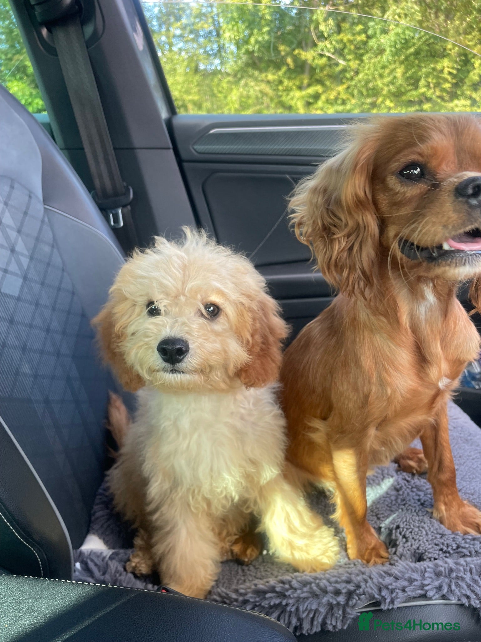 Cavapoo dogs Toy cavapoos  1 girl £950 - Advert 2
