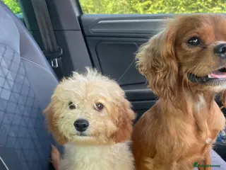 Cavapoo dogs Toy cavapoos 1 girl £950 - Advert 2
