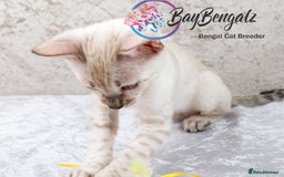 Bengal cats for sale: Champion line Superb Bengal Kittens  - Image 13